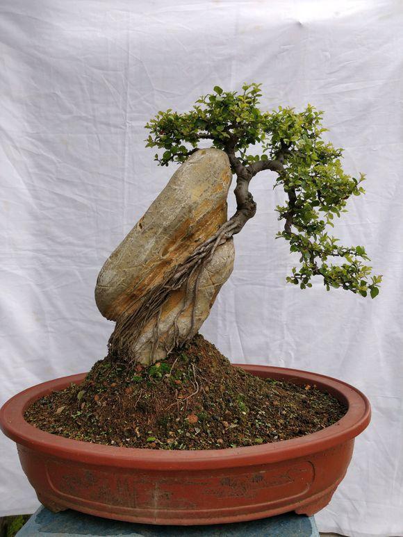 榆树附石是好东西