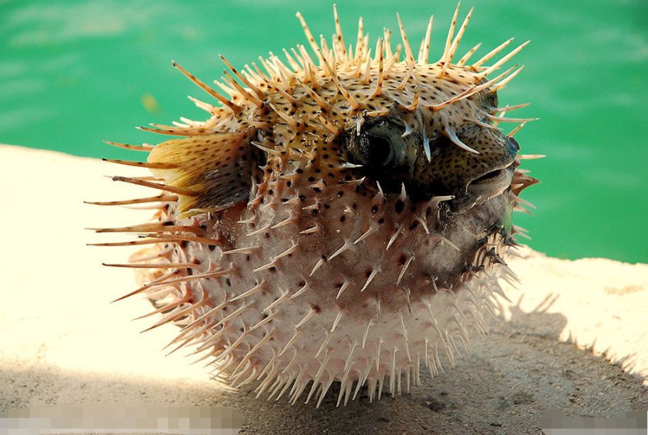 臻迪百科024一生气就炸裂刺鲀的脾气怎么这么大