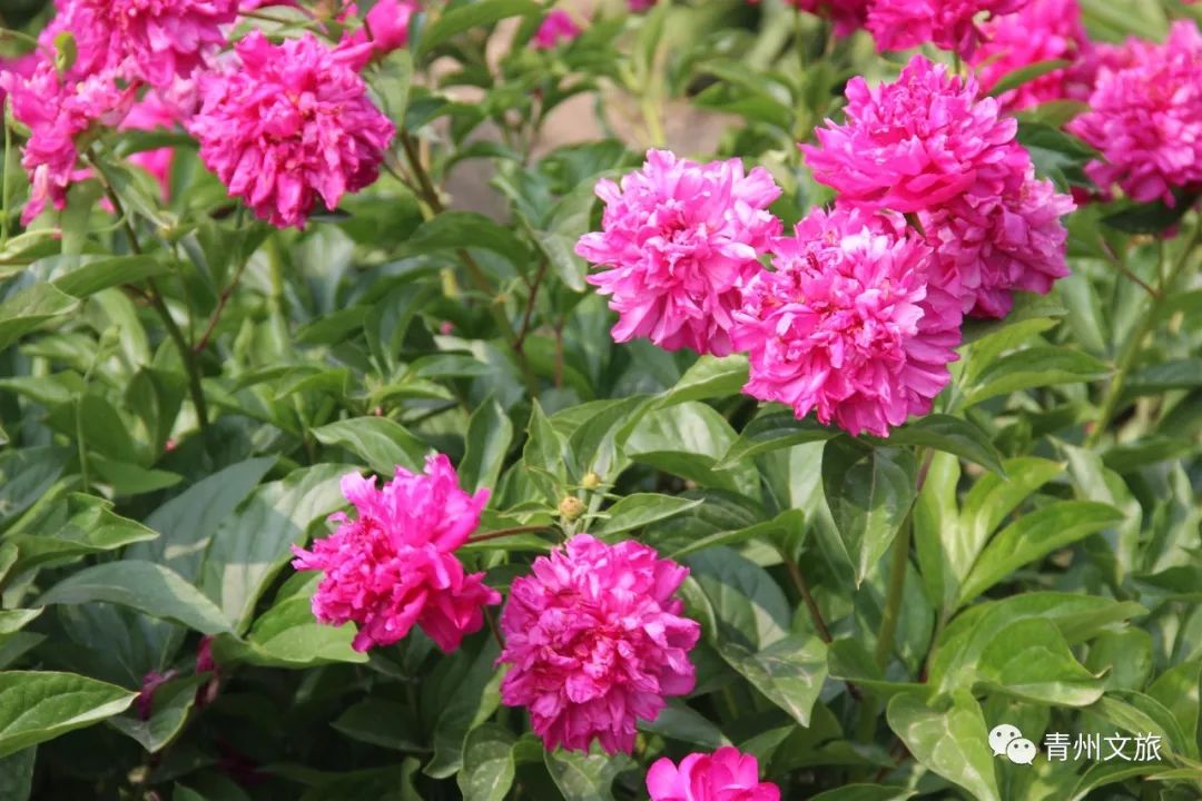 绿萼披风瘦红苞浥露肥青州此处芍药花开正艳