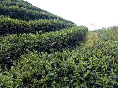 竹园乡海马宫村青山绿水贡茶飘香