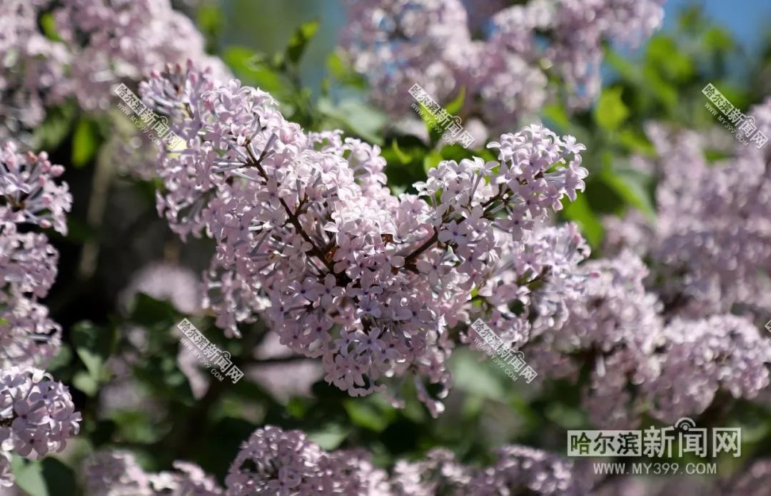 無愧市花超長待機哈爾濱最美花季持續丨134萬株丁香全城盛開等你來