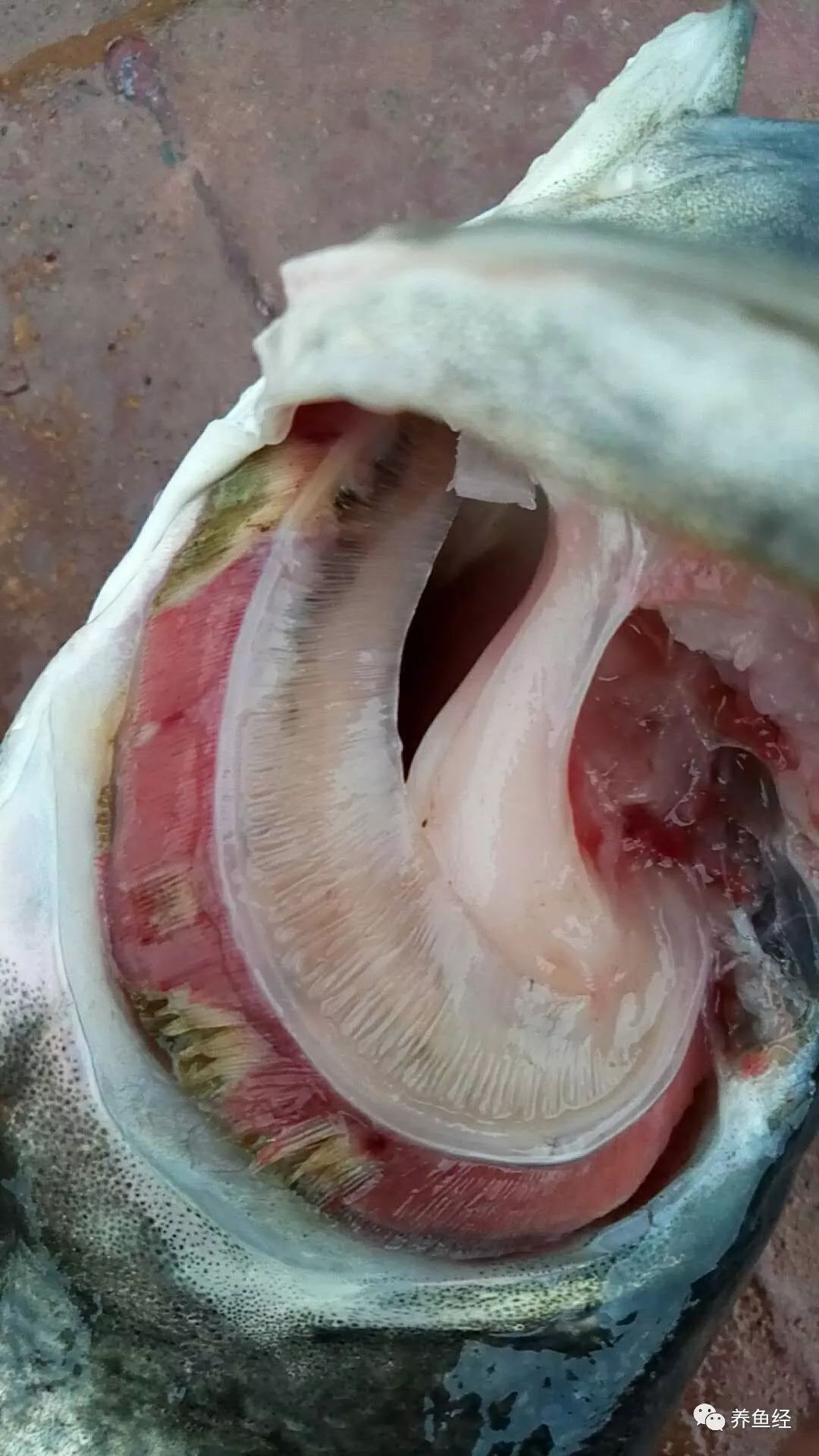鱼鳃里面的寄生虫图片图片