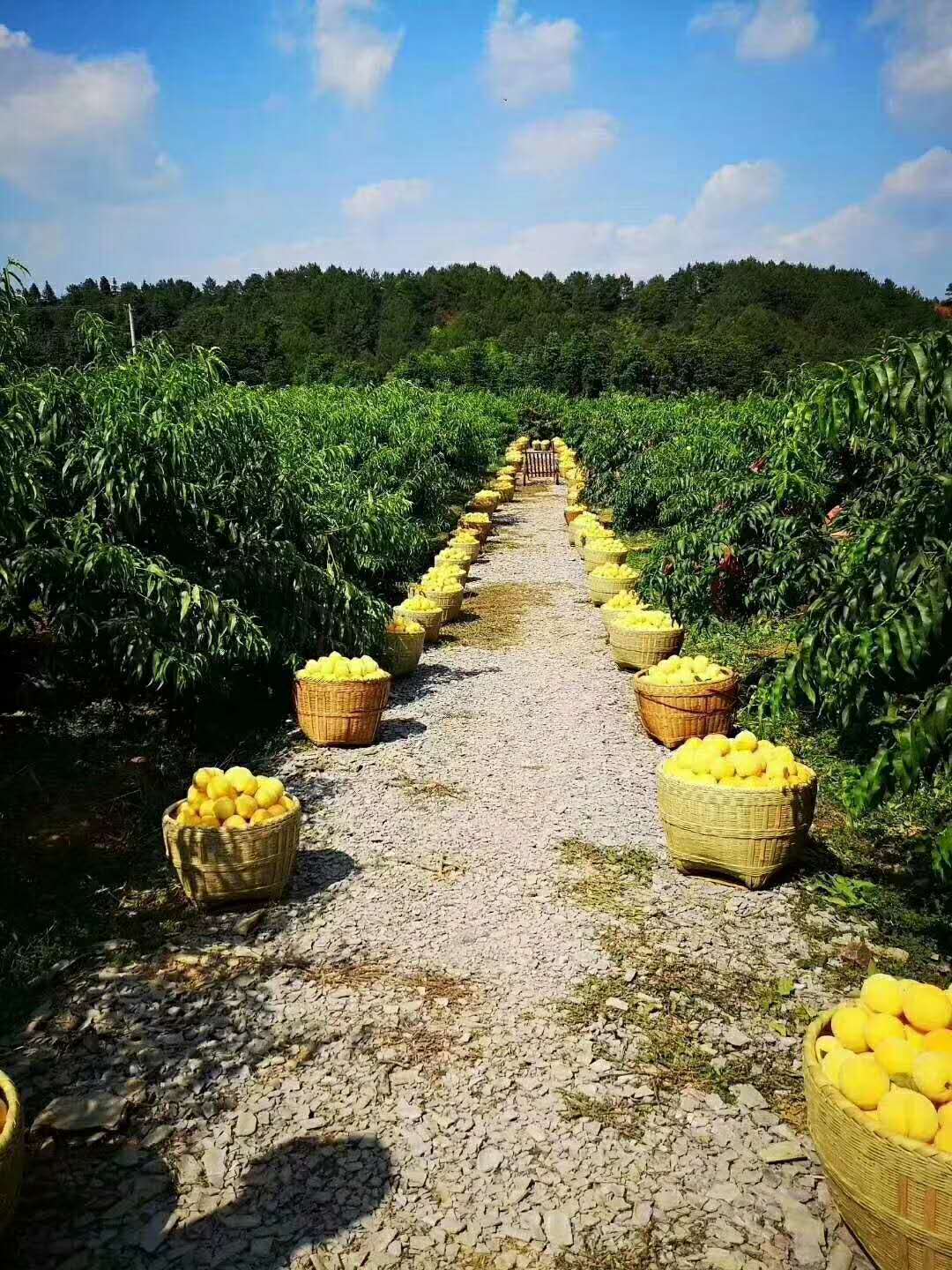 不是所有的黃桃都叫炎陵黃桃天上仙桃炎陵黃桃家鄉的特產百姓的福果