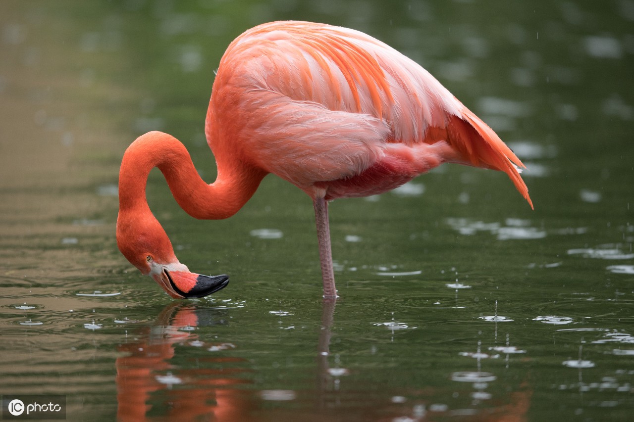 摄影:优雅迷人的火烈鸟