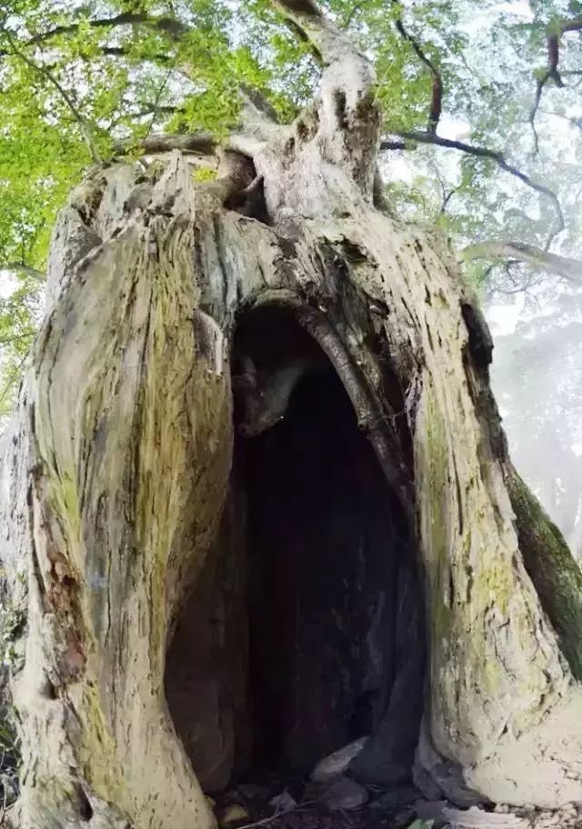 榕樹的枝幹粗大壯實,縱橫交錯,就像是高樓的棟樑屋架,其中一棵大榕樹