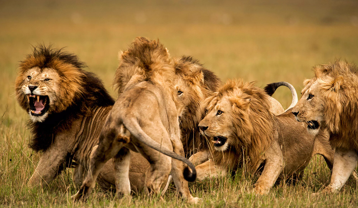 非洲狮一生图片