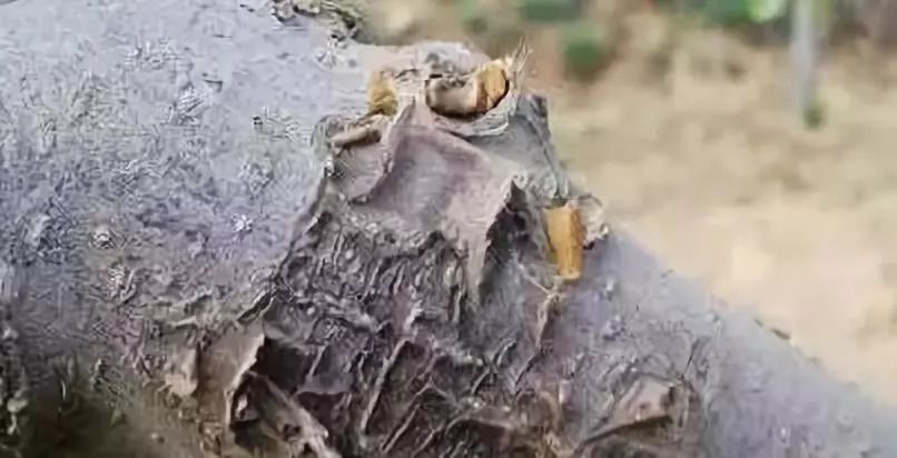 苹果早品种上有鸡皮疙瘩(苹果表面都是疙瘩是什么品种)