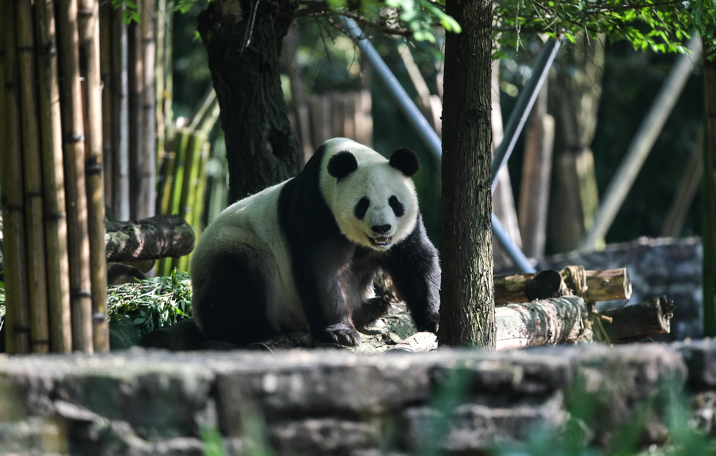 大熊猫遥远图片
