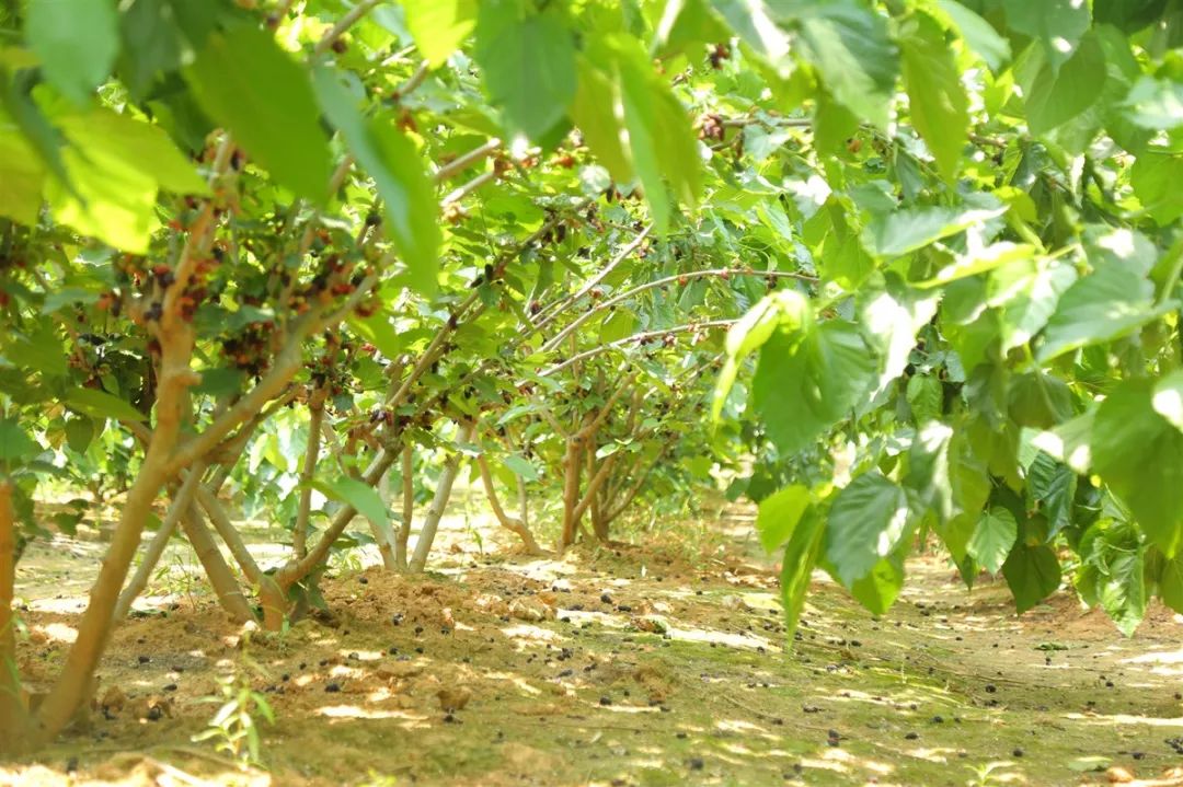 【倒计时】桑果,紫酒,捕捉初夏的味道!_桑葚