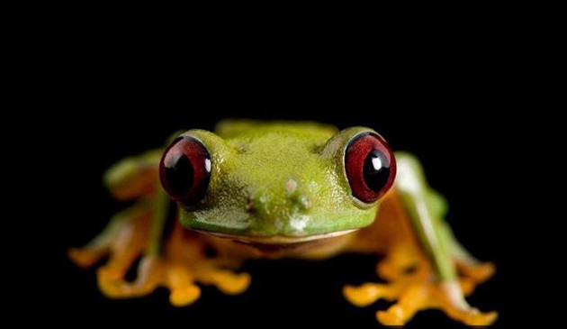 事实上,这一数字超过之前预估的两倍.剑螈