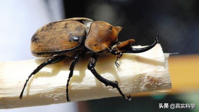 昆虫界的大力士,俗称"独角仙",外壳可承受850倍自身重量