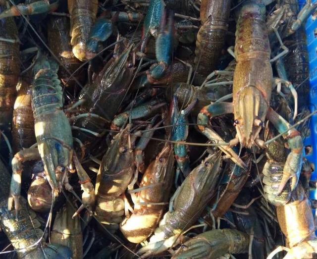 稻田养殖成功的红螯螯虾水稻收获在10月底至11月初进行,稻穗中部谷粒