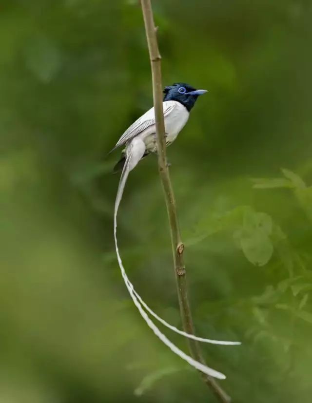 遗世而独立绶带鸟