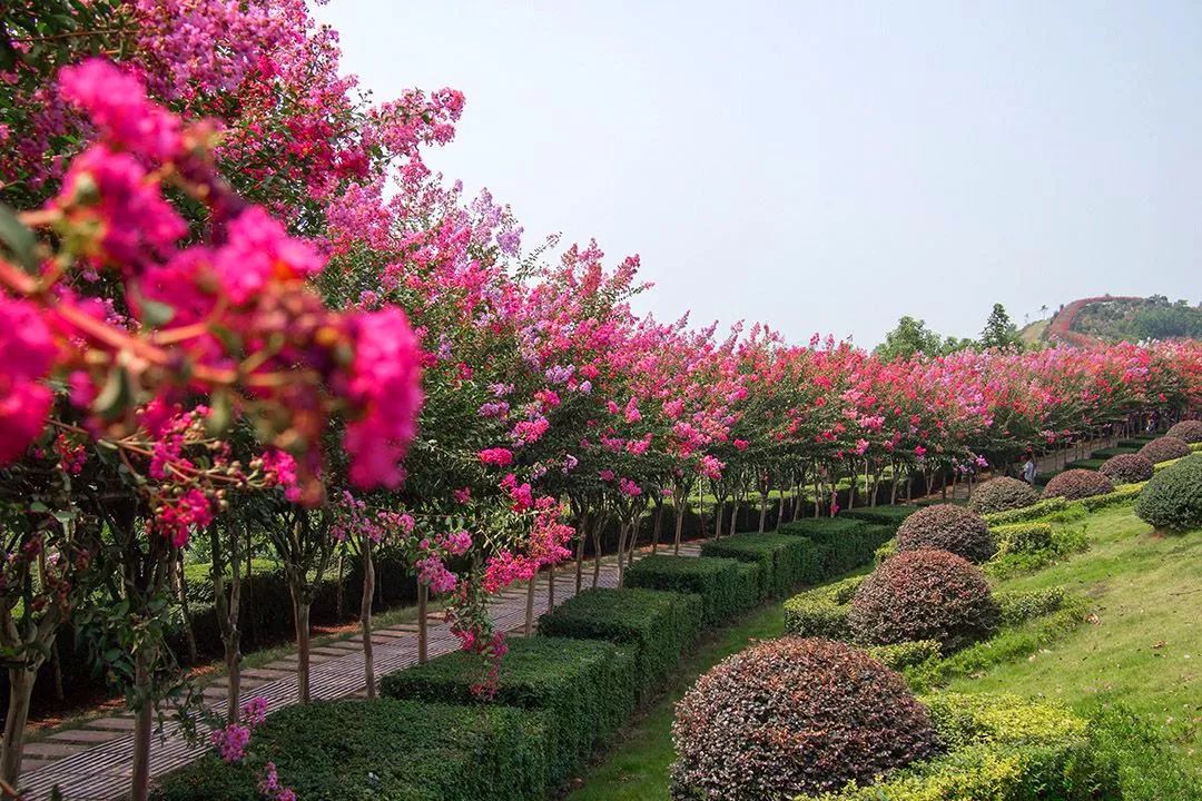 华彩三农丰富的紫薇运用造景_造型