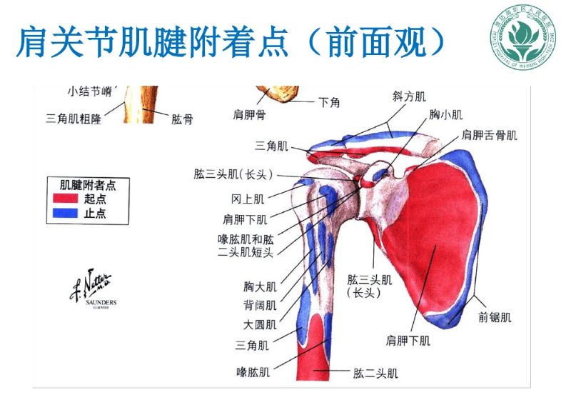 肩膀组织结构图片图片