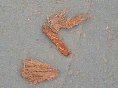 竟然是一个小小的槟榔渣检查发现:事后,经电梯公司的维修人员电梯竟是