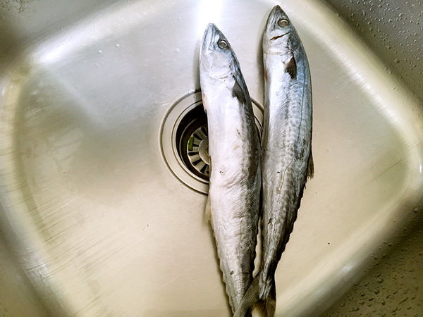 蚕着你,鱼你撒娇在一起,就想跟你说520