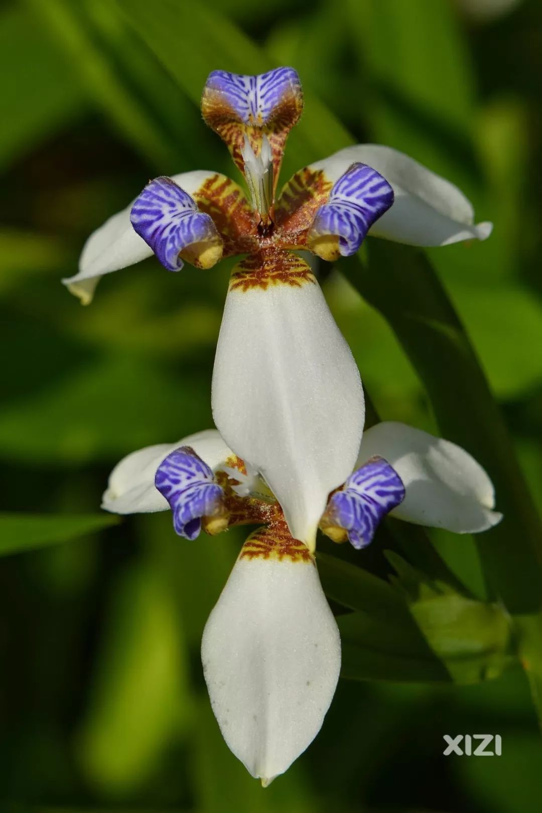 下午3～4点就开始内卷枯萎了小编表示很可惜啊小编还了解到巴西鸢尾花