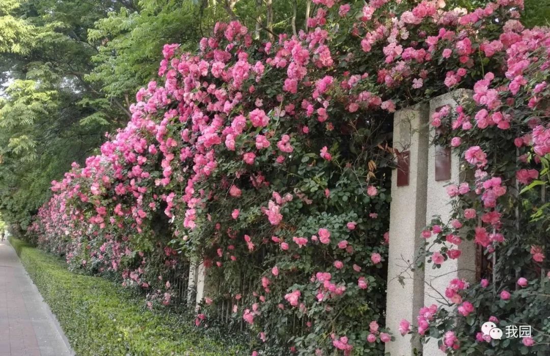 满架蔷薇一院香