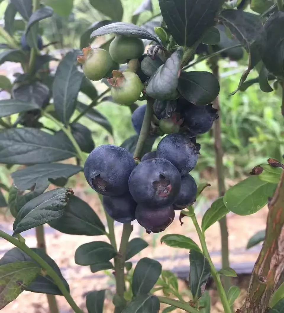 森渡水果种植专业合作社》雅江蓝莓园种植的浆果之王蓝莓也陆续成熟了