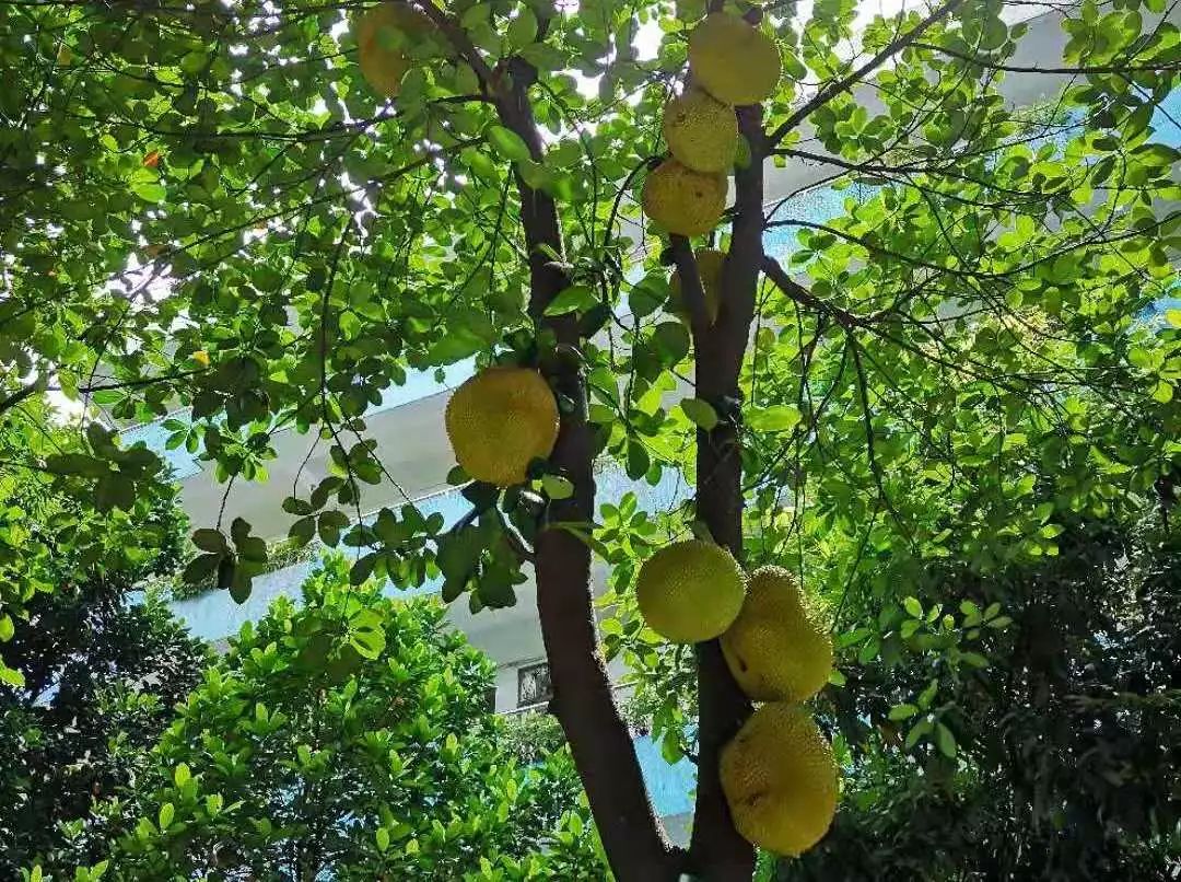 大树菠萝,七月的凤眼果,八月的柚子……可谓春夏秋冬,幽幽果香飘满园