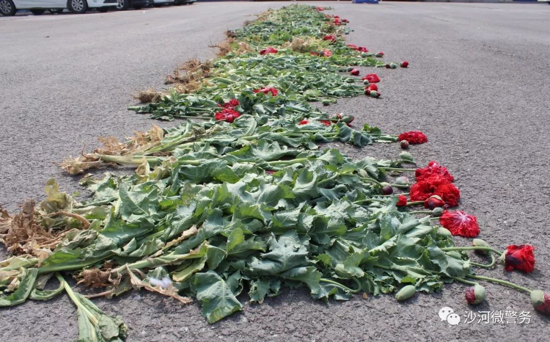 "大烟花"虽美,种一株也违法!