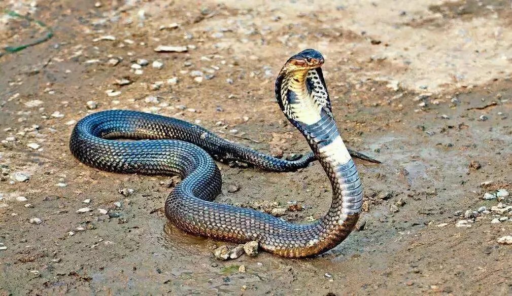 五步蛇台州女子上山挖笋被毒蛇咬结果连骨头都溃烂了