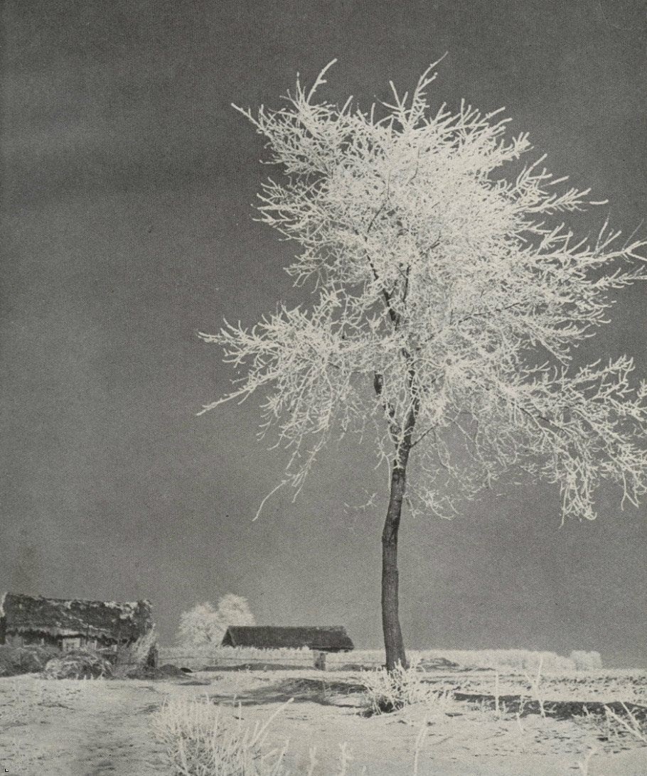 1942年的东北哈尔滨雪地跑着马车依大车轮而坐的是蒙族姑娘