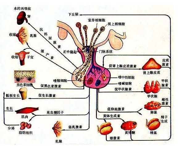 内分泌腺结构图图片