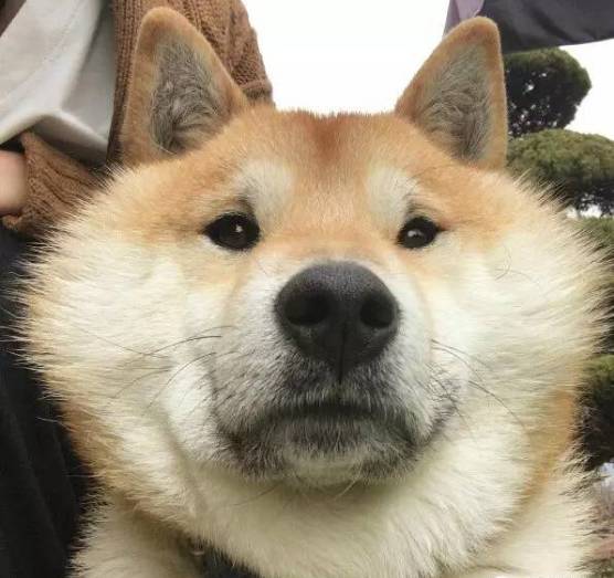 在汪界,论脸大,我只服它.