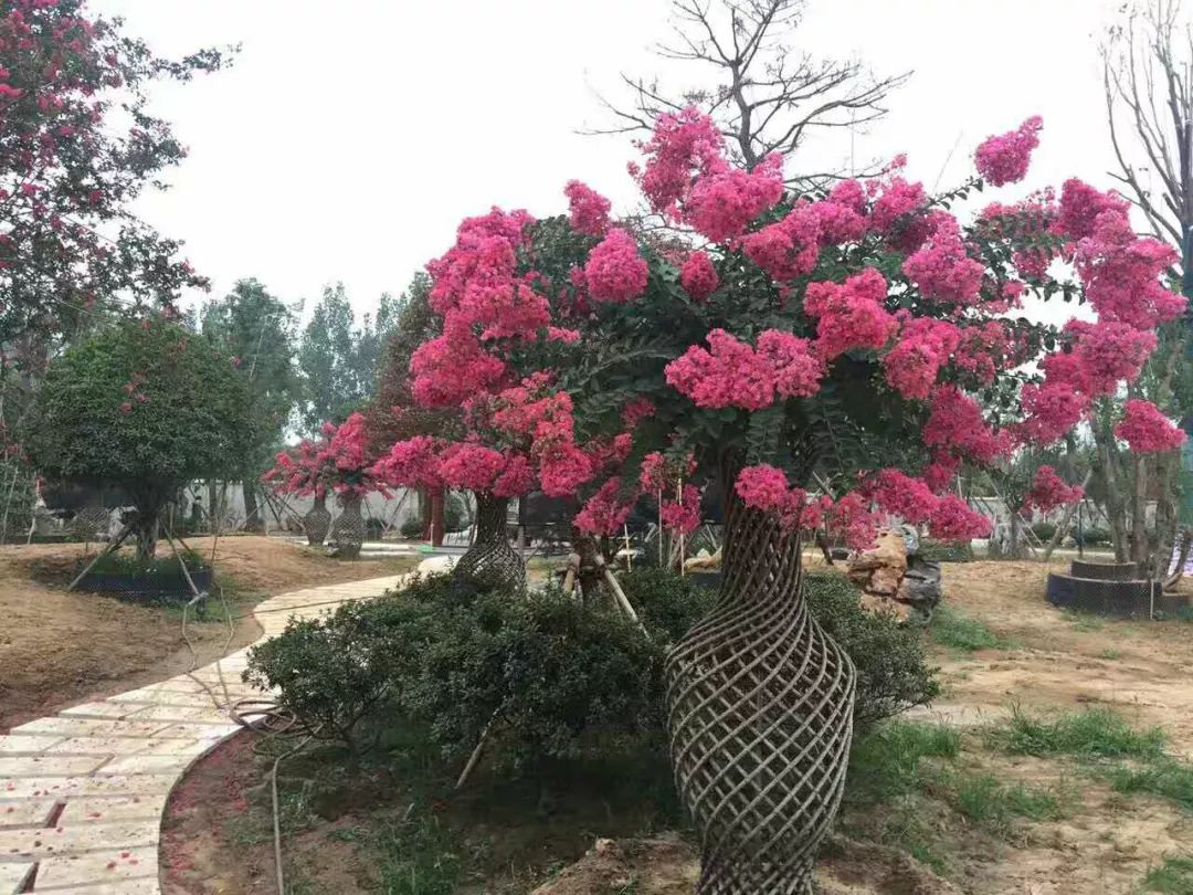 华彩三农丰富的紫薇运用造景_造型