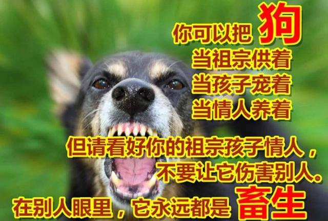 他(唐先生)有意打死狗,后面也没有赔礼道歉,太欺负人了,我气不过,也不