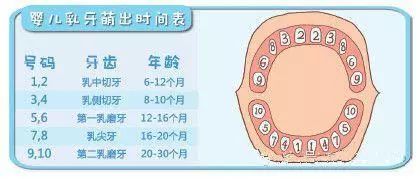 注意乳牙影響恆牙寶寶乳牙護理你不得不知的事