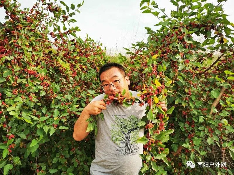 桑葚採摘!本週日上午自駕採摘桑葚,美容抗癌,免費品嚐,還送青菜