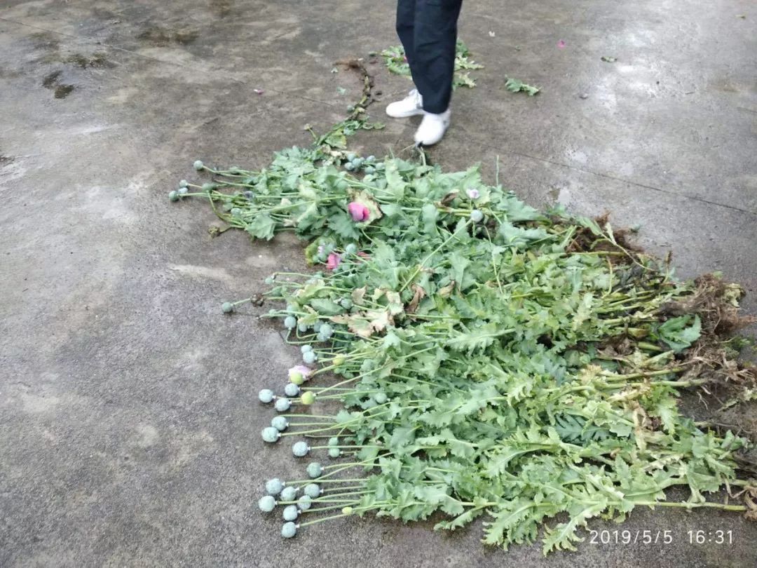 犯罪嫌疑人家中种植的罂粟花