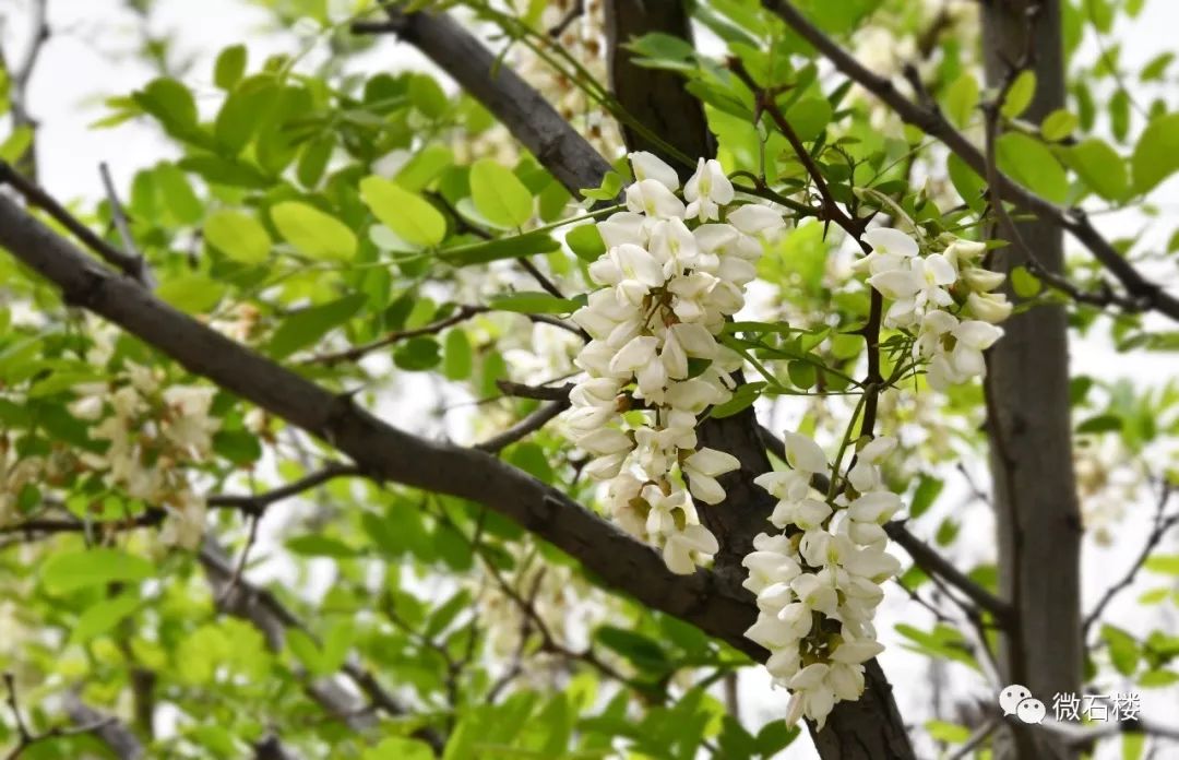 【微石楼】石楼县第二届槐花节盛大开幕