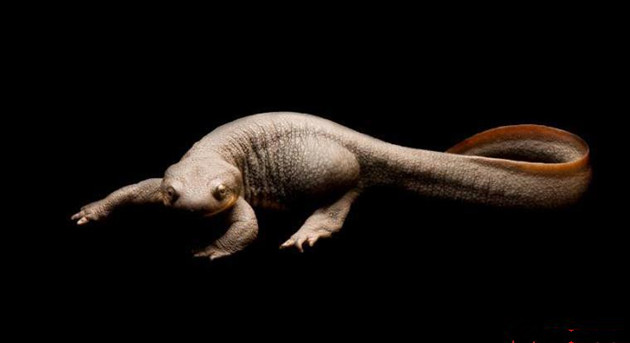 位于俄勒冈州动物园中的一只粗皮蝾螈亚特兰大动物园中的一对蟾蜍