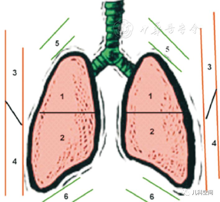 婴儿肺的位置图图片