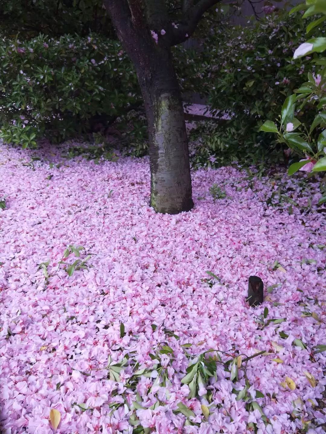 漫天飛舞櫻花雨遇見新區最美的學校