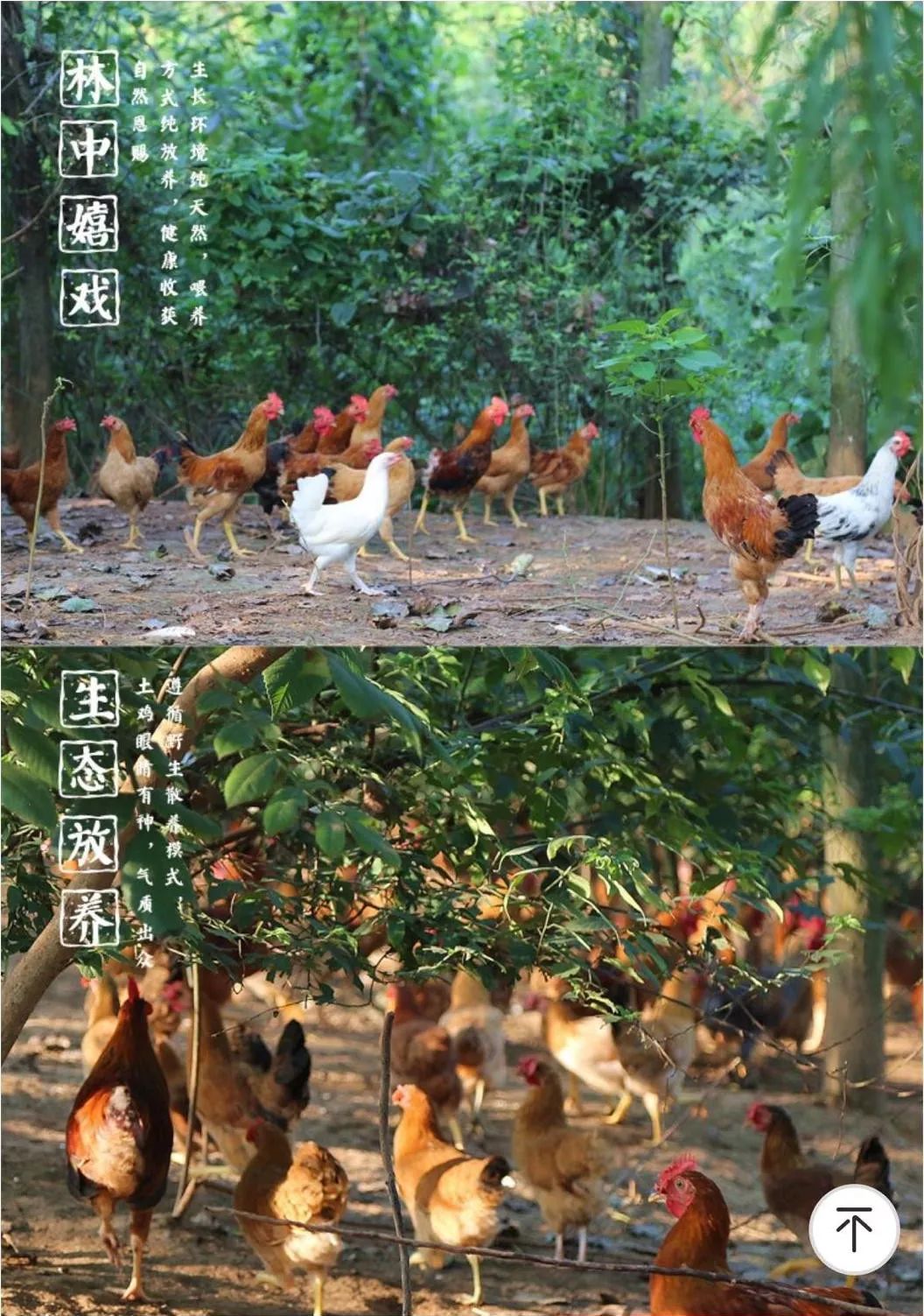 除了喝泉水,吃玉米谷物,蔬菜杂草之外,偶尔还和野鸡野鸭抢食,吃点虫子