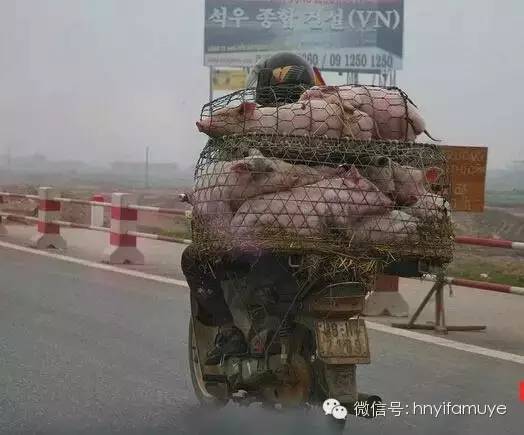 盘点各地的拉猪"猛"车
