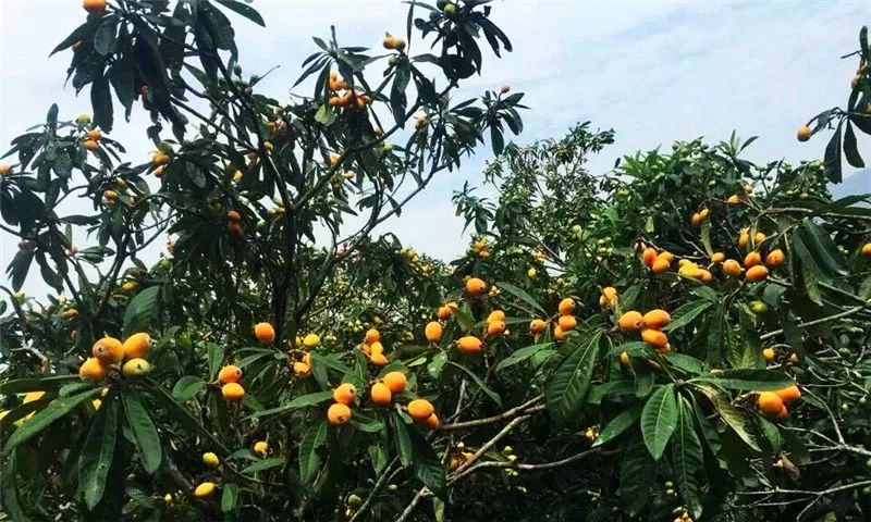 又到五月枇杷黄,送上平阳及周边枇杷采摘地!走起!