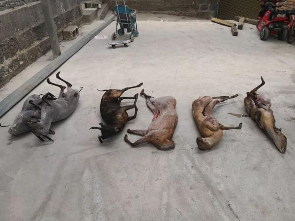 收购出售野生麂子牟暴利腾冲1人被拘