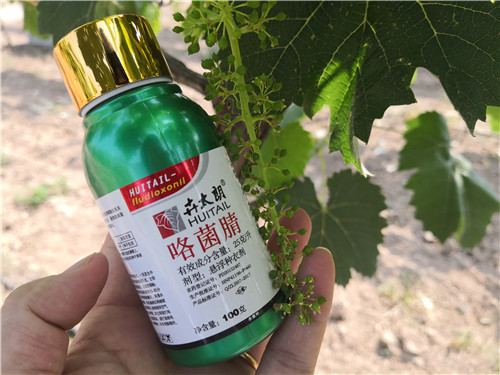 葡萄保花保果时预防灰霉病是关键