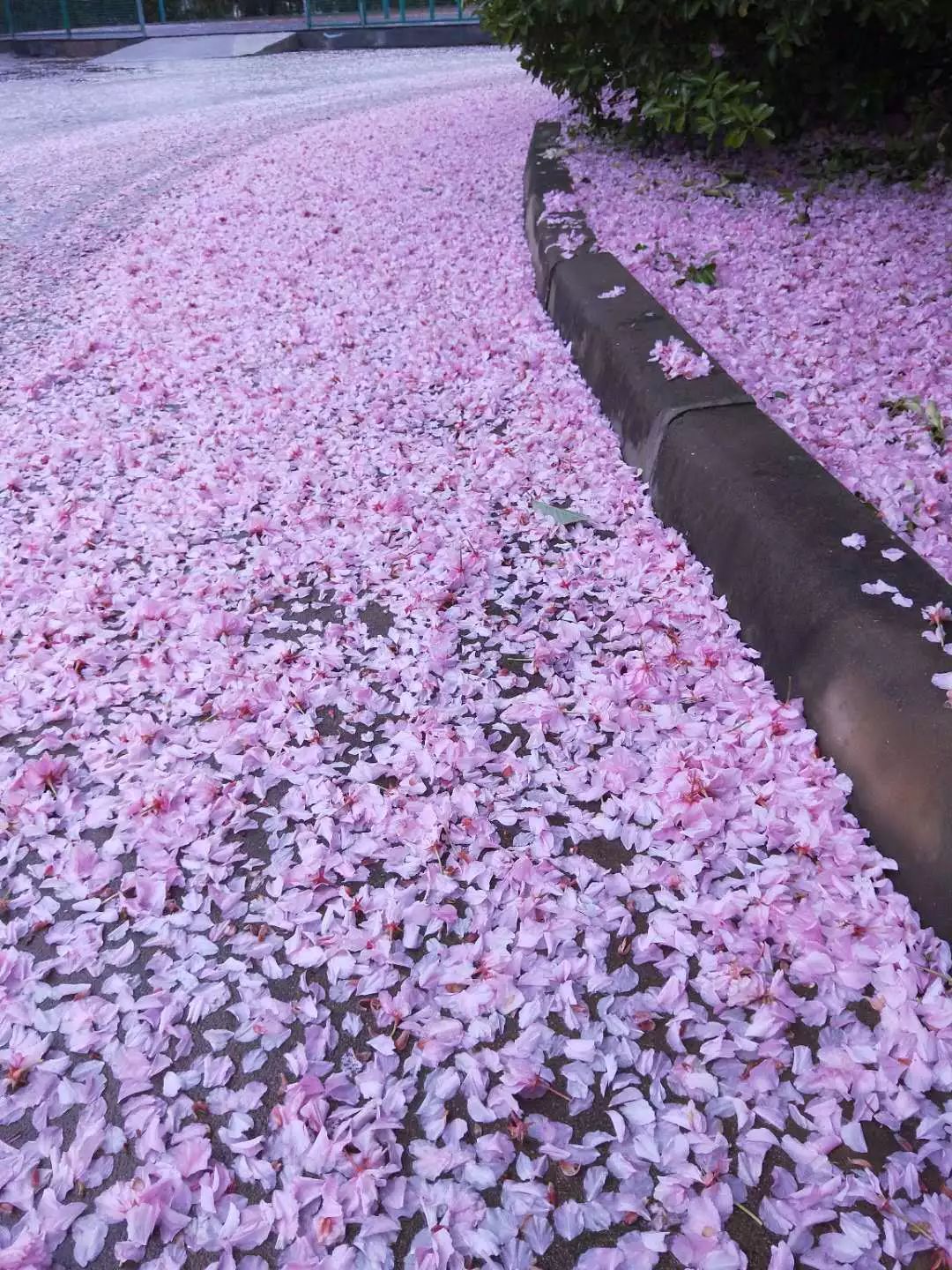 漫天飛舞櫻花雨遇見新區最美的學校