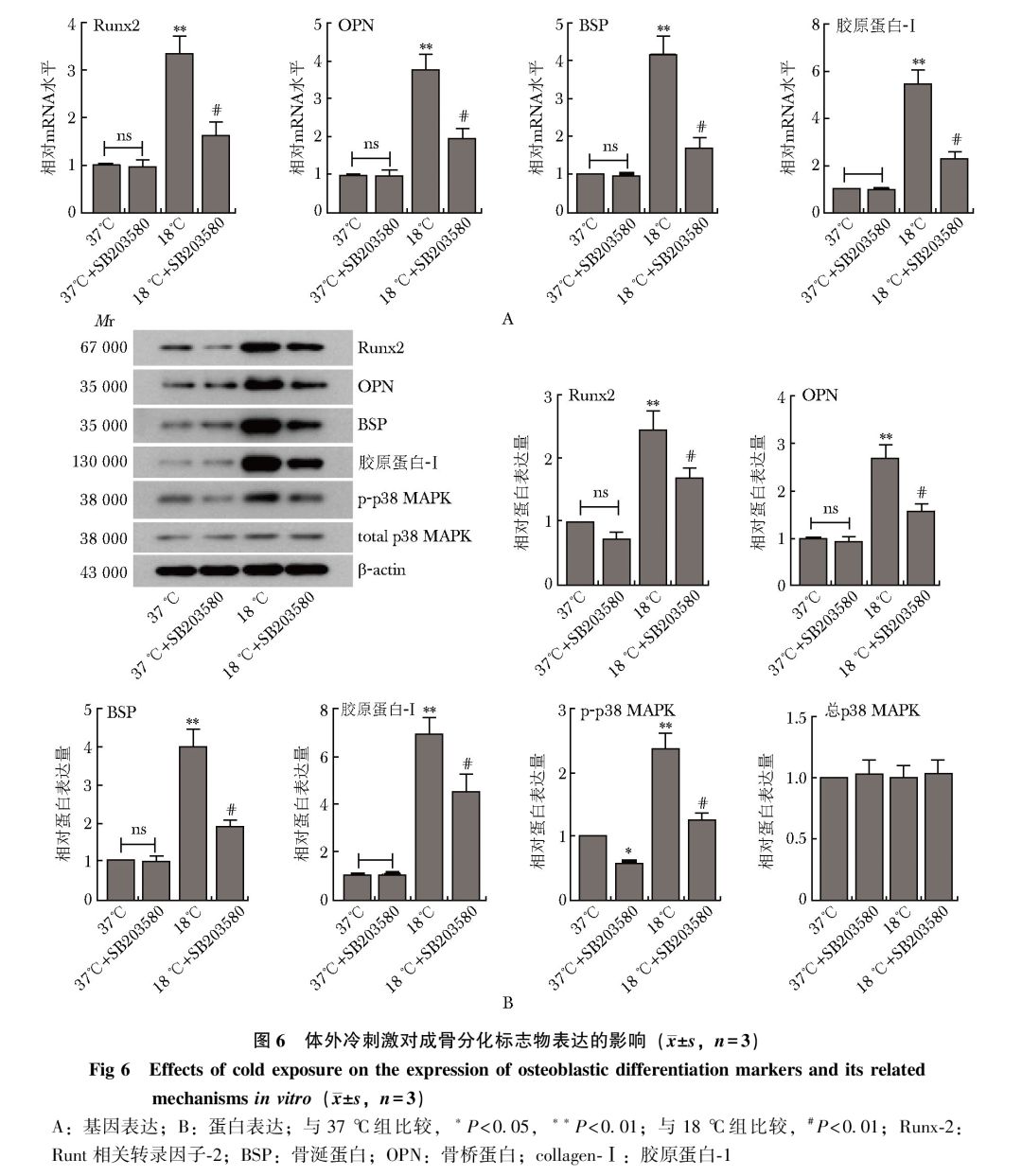 冷刺激对骨髓间充质干细胞增殖及成骨分化的影响