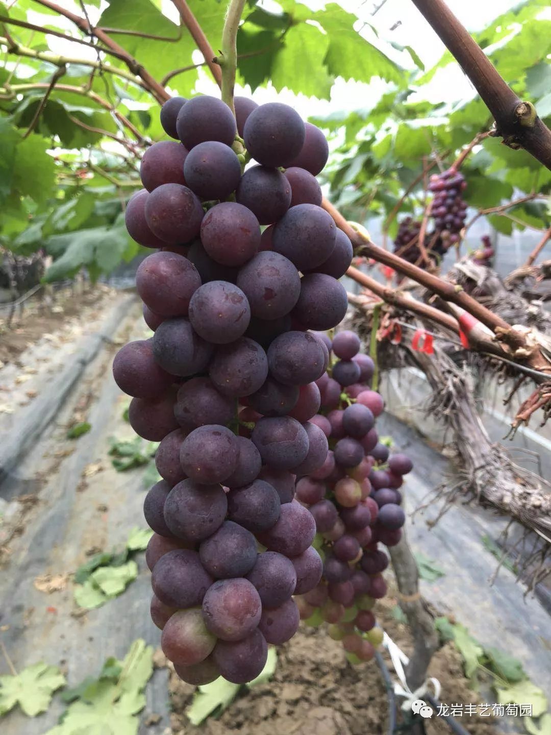 夏天到了,龙岩铁山这家葡萄成熟,又圆又甜~