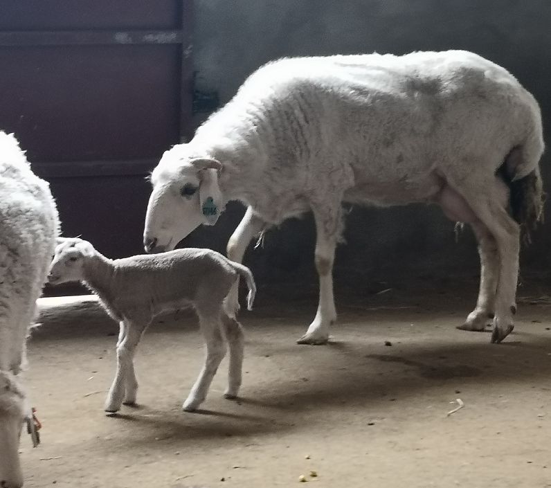 两只克隆羊宝宝在临河诞生,看看长啥样