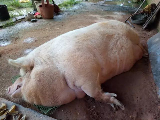 世界上最大的猪王图片