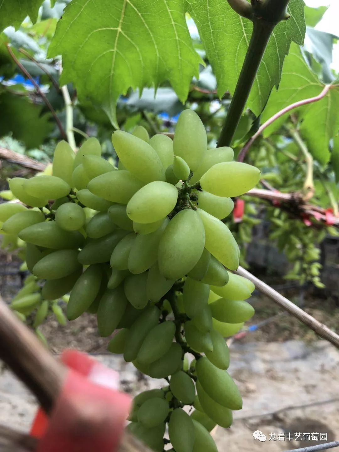 夏天到了,龙岩铁山这家葡萄成熟,又圆又甜~